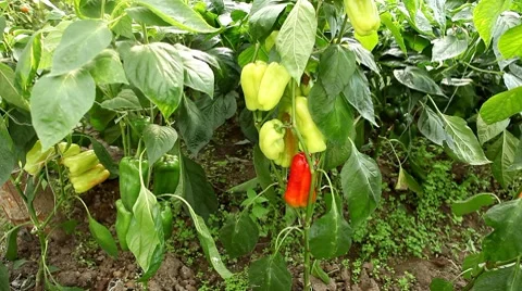 Green &amp; Red Pepper, Vegetables BIO Farm, Ecological Farmer, Organic, ECO Stock Footage 8522275