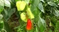 Green & Red Pepper, Vegetables BIO Farm, Ecological Farmer, Organic, ECO HD Footage