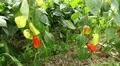 Green & Red Pepper, Vegetables BIO Farm, Ecological Farmer, Organic, ECO HD Footage