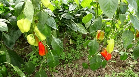 Green &amp; Red Pepper, Vegetables BIO Farm, Ecological Farmer, Organic, ECO 動画素材 8522564