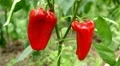 Green & Red Pepper, Vegetables BIO Farm, Ecological Farmer, Organic, ECO HD Footage