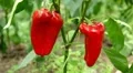 Green & Red Pepper, Vegetables BIO Farm, Ecological Farmer, Organic, ECO HD Footage