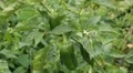 Green & Red Pepper, Vegetables BIO Farm, Ecological Farmer, Organic, ECO HD Footage