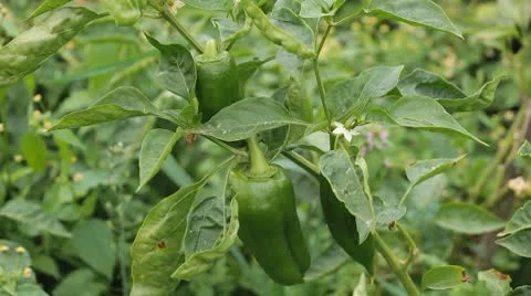 Green &amp; Red Pepper, Vegetables BIO Farm, Ecological Farmer, Organic, ECO 動画素材 8848972