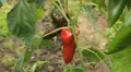 Green & Red Pepper, Vegetables BIO Farm, Ecological Farmer, Organic, ECO HD Footage