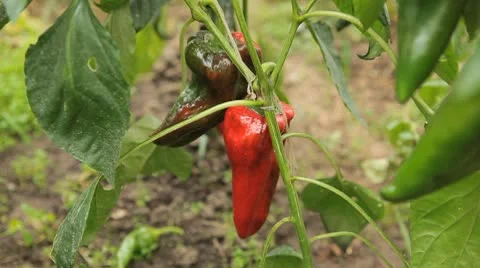 Green &amp; Red Pepper, Vegetables BIO Farm, Ecological Farmer, Organic, ECO Stock-Footage 8848973