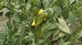 Green & Red Pepper, Vegetables BIO Farm, Ecological Farmer, Organic, ECO HD Footage