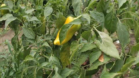 Green &amp; Red Pepper, Vegetables BIO Farm, Ecological Farmer, Organic, ECO Stock-Footage 8848977