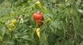 Green & Red Pepper, Vegetables BIO Farm, Ecological Farmer, Organic, ECO HD Footage