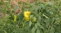 Green & Red Pepper, Vegetables BIO Farm, Ecological Farmer, Organic, ECO HD Footage