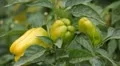Green & Red Pepper, Vegetables BIO Farm, Ecological Farmer, Organic, ECO HD Footage
