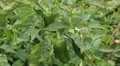 Green & Red Pepper, Vegetables BIO Farm, Ecological Farmer, Organic, ECO HD Footage