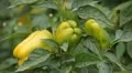 Green & Red Pepper, Vegetables BIO Farm, Ecological Farmer, Organic, ECO HD Footage