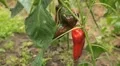 Green & Red Pepper, Vegetables BIO Farm, Ecological Farmer, Organic, ECO HD Footage