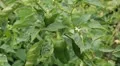 Green & Red Pepper, Vegetables BIO Farm, Ecological Farmer, Organic, ECO HD Footage