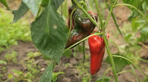 Green &amp; Red Pepper, Vegetables BIO Farm, Ecological Farmer, Organic, ECO Stock Footage 8849085