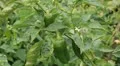 Green & Red Pepper, Vegetables BIO Farm, Ecological Farmer, Organic, ECO HD Footage