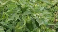 Green & Red Pepper, Vegetables BIO Farm, Ecological Farmer, Organic, ECO HD Footage