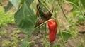 Green & Red Pepper, Vegetables BIO Farm, Ecological Farmer, Organic, ECO HD Footage