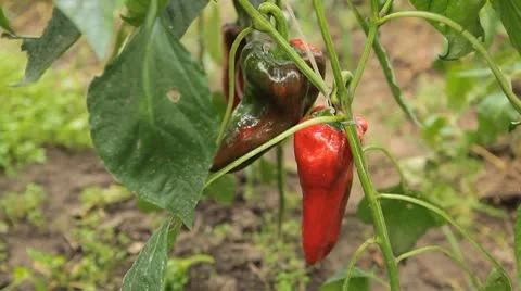 Green &amp; Red Pepper, Vegetables BIO Farm, Ecological Farmer, Organic, ECO Stock-Footage 8849097