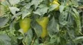 Green & Red Pepper, Vegetables BIO Farm, Ecological Farmer, Organic, ECO HD Footage