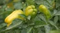 Green & Red Pepper, Vegetables BIO Farm, Ecological Farmer, Organic, ECO HD Footage