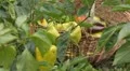 Green & Red Pepper, Vegetables BIO Farm, Ecological Farmer, Organic, ECO HD Footage