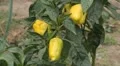 Green & Red Pepper, Vegetables BIO Farm, Ecological Farmer, Organic, ECO HD Footage