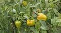 Green & Red Pepper, Vegetables BIO Farm, Ecological Farmer, Organic, ECO HD Footage