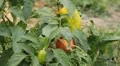 Green & Red Pepper, Vegetables BIO Farm, Ecological Farmer, Organic, ECO HD Footage