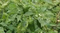Green & Red Pepper, Vegetables BIO Farm, Ecological Farmer, Organic, ECO HD Footage