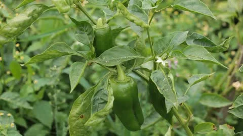 Green &amp; Red Pepper, Vegetables BIO Farm, Ecological Farmer, Organic, ECO 動画素材 8849243