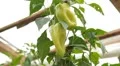 Green & Red Pepper, Vegetables BIO Farm, Ecological Farmer, Organic, ECO HD Footage