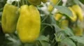 Green & Red Pepper, Vegetables BIO Farm, Ecological Farmer, Organic, ECO HD Footage