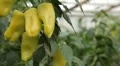 Green & Red Pepper, Vegetables BIO Farm, Ecological Farmer, Organic, ECO HD Footage