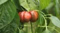 Green & Red Pepper, Vegetables BIO Farm, Ecological Farmer, Organic, ECO HD Footage