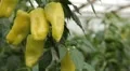 Green & Red Pepper, Vegetables BIO Farm, Ecological Farmer, Organic, ECO HD Footage