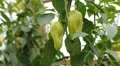 Green & Red Pepper, Vegetables BIO Farm, Ecological Farmer, Organic, ECO HD Footage