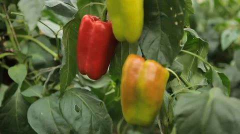 Green &amp; Red Pepper, Vegetables BIO Farm, Ecological Farmer, Organic, ECO Stockbeeldmateriaal 8849389