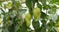 Green & Red Pepper, Vegetables BIO Farm, Ecological Farmer, Organic, ECO HD Footage