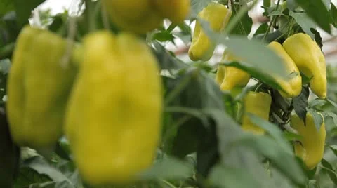 Green &amp; Red Pepper, Vegetables BIO Farm, Ecological Farmer, Organic, ECO Vídeo Stock 8849411