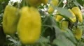 Green & Red Pepper, Vegetables BIO Farm, Ecological Farmer, Organic, ECO HD Footage