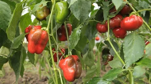 Green &amp; Red Pepper, Vegetables BIO Farm, Ecological Farmer, Organic, ECO 動画素材 8849425