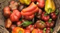 Green & Red Pepper, Vegetables BIO Farm, Ecological Farmer, Organic, ECO HD Footage