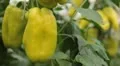 Green & Red Pepper, Vegetables BIO Farm, Ecological Farmer, Organic, ECO HD Footage