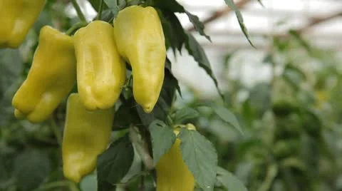 Green &amp; Red Pepper, Vegetables BIO Farm, Ecological Farmer, Organic, ECO Vidéo 8849452