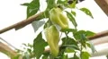 Green & Red Pepper, Vegetables BIO Farm, Ecological Farmer, Organic, ECO HD Footage