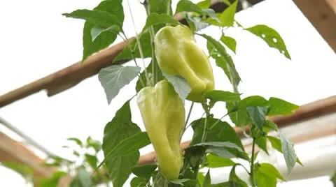 Green &amp; Red Pepper, Vegetables BIO Farm, Ecological Farmer, Organic, ECO Видео 8849458