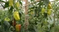 Green & Red Pepper, Vegetables BIO Farm, Ecological Farmer, Organic, ECO HD Footage