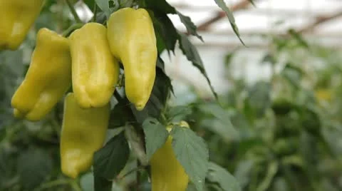 Green &amp; Red Pepper, Vegetables BIO Farm, Ecological Farmer, Organic, ECO Видео 8849474